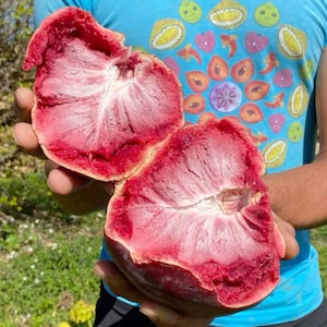 May include: A halved, ripe fruit with a deep red exterior and a vibrant pink interior. The fruit is held open, revealing the textured flesh and seeds. The background includes a person wearing a blue shirt with a fruit design.