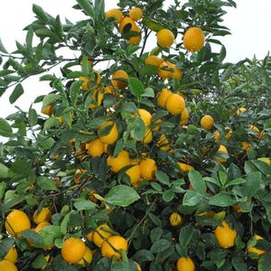 May include: A lemon tree laden with ripe, yellow lemons. The lemons are clustered among vibrant green leaves, creating a lush, natural scene. The image is taken outdoors, with a bright, overcast sky in the background.