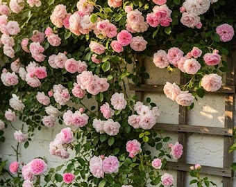 Eden Climbing Rose – 1.5 Gallon Own-Root Plant | Fragrant Pink 40+ Petal Blooms