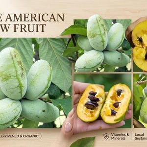 May include: A set of three ceramic canisters with lids. The canisters are white with a blue floral pattern. The largest canister is 8 inches tall, the medium is 6 inches, and the smallest is 4 inches.