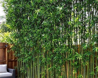 Phyllostachys Bissetii Bamboo – Cold Hardy to -15F,David Bisset Bamboo,Ornamental Privacy Plant