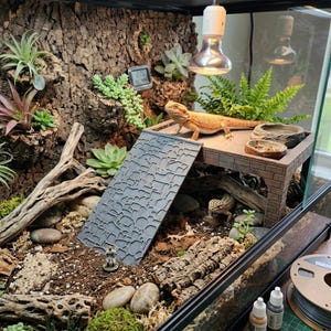May include: A reptile terrarium with a bearded dragon lizard basking on a platform. The enclosure features a textured background, plants, a ramp, and a digital thermometer. A leopard gecko is visible below.