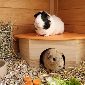 May include: A wooden guinea pig habitat with two guinea pigs. One guinea pig is white with black markings and sits on top of a small wooden house. The other guinea pig is brown and peeks out from the house's opening. Hay, food, and a water bowl are also visible.