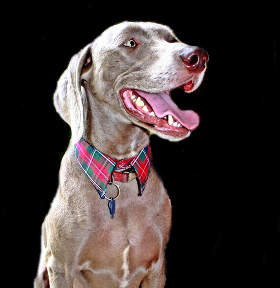 Items similar to UpCycled Dog Collar on Etsy