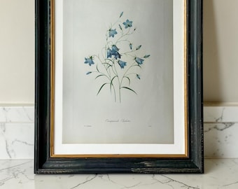 Tryck av klockblomma med mitten av århundradet efter Pierre-Joseph Redouté | Botaniskt tryck ca 1950-talet | Blomsterkonst med blåklocka