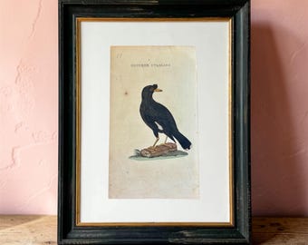 Antik handkolorerad fågelgravyr | Ornitologisk väggkonst ca 1815 | Kinesisk stare
