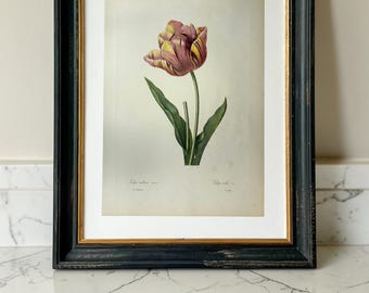 Tulpantryck efter Pierre-Joseph Redouté | Ariel Press botaniskt tryck ca 1950-talet | Blommig väggkonst