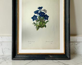 Gentiana Acaulis-tryck av mitten av århundradet efter Pierre-Joseph Redouté | Botaniskt tryck av Ariel Press, cirka 1950-talet