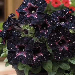 Peut inclure: Gros plan sur un groupe de fleurs de pétunia violet foncé avec des mouchetures blanches, ressemblant à un ciel étoilé. Les fleurs ont un centre violet foncé et sont entourées de feuilles vertes, le tout dans un pot noir.