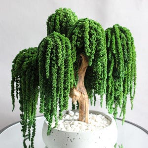 Puede incluir: Un árbol de sauce llorón en miniatura en una maceta blanca moteada. El árbol presenta un tronco de madera natural y follaje verde en cascada. La maceta está llena de guijarros blancos y el árbol se encuentra sobre una superficie espejada.