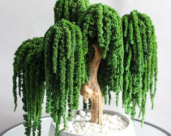 Dwarf Weeping Willow Bonsai Cutting – Cascading Willow Tree, Ornamental Plant (Live), seeds