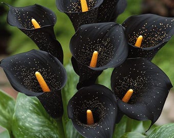Black Star Calla Lily Bulbs | Dark Purple Planting Garden Bulbs (Cut Flower)