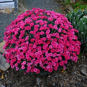 May include: A profusion of bright pink flowers forming a dense, rounded bush. The blooms are a rich magenta colour, with dark green stems and leaves. The plant is set against dark soil and a glimpse of other greenery.