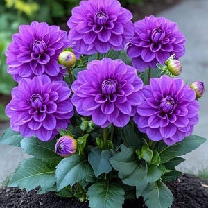 Scabiosa Flower Seeds – 200+ Mixed Colors | Perennial Non-GMO Heirloom Pincushion Flowers for Garden & Pots