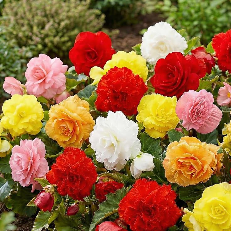 Begonia amphioxus - Etsy 日本