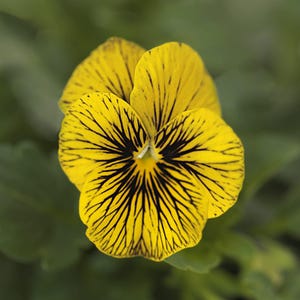 Sorbet Tiger Eye Viola Seeds – Unique Spring Garden Blooms for Pots Borders