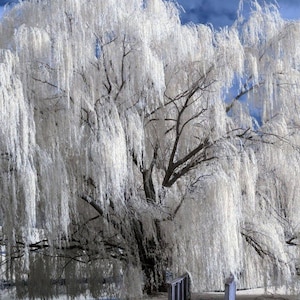 May include: A large weeping willow tree with cascading, white foliage. The tree's branches and leaves create a flowing, textured effect against a blue sky. The image captures a serene, natural landscape.