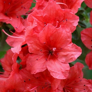 Pode incluir: Um cacho de flores de azaleia em um tom vibrante de vermelho coral, com cinco pétalas delicadas e arredondadas por flor. Cada flor exibe estames finos e proeminentes que se estendem do centro, com anteras escuras sobre as pétalas.