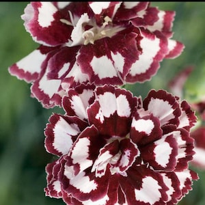 May include: Close-up of two vibrant flowers with a unique pattern. The petals are a deep burgundy with irregular white patches and edges. The flowers are in full bloom, showcasing their intricate details against a soft green background.