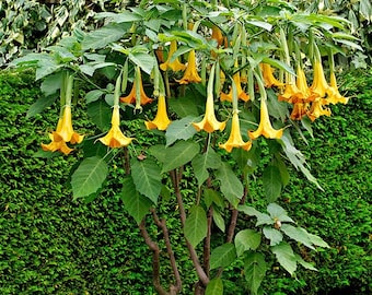 Gele engeltrompet Brugmansia Seeds | Geurige hangende bloemzaden