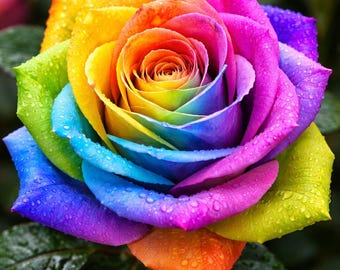 Mix Rainbow Rose Seeds – Multicolored Perennial Garden Flowers – Non-GMO Heirloom Seeds
