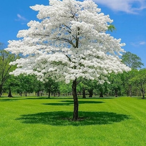 Puede incluir: Un árbol en plena floración, con flores blancas, sobre un césped verde y exuberante. El cielo azul claro crea un contraste vibrante. Otros árboles se distinguen en el fondo, evocando la primavera.