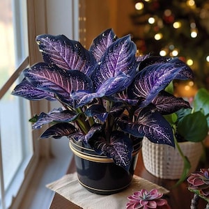 calathea ornata standort Calathea Ornata