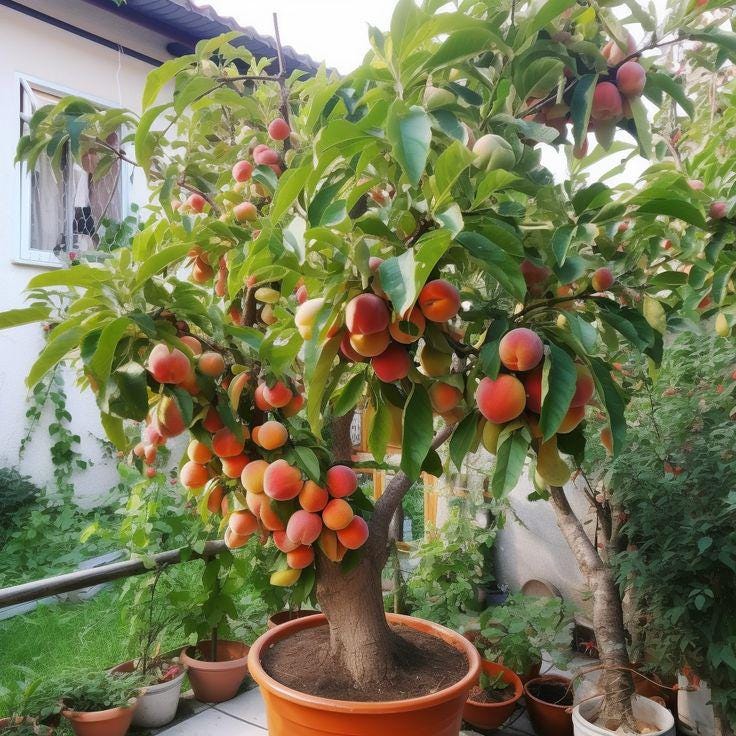 Bonsai obst - Etsy.de