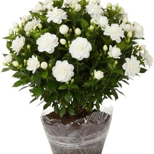 Puede incluir: Una planta de gardenia en maceta con hojas verdes vibrantes y numerosas flores blancas de pétalos dobles. La planta está en una maceta de plástico transparente, mostrando las raíces y la tierra. Las flores están en plena floración.