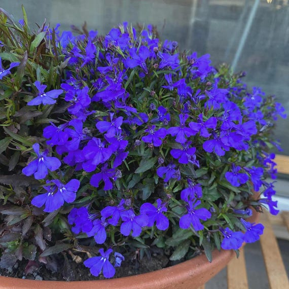 Lobelia Regatta Midnight Blue Seeds – Annual Flower for Baskets, Borders, Pots