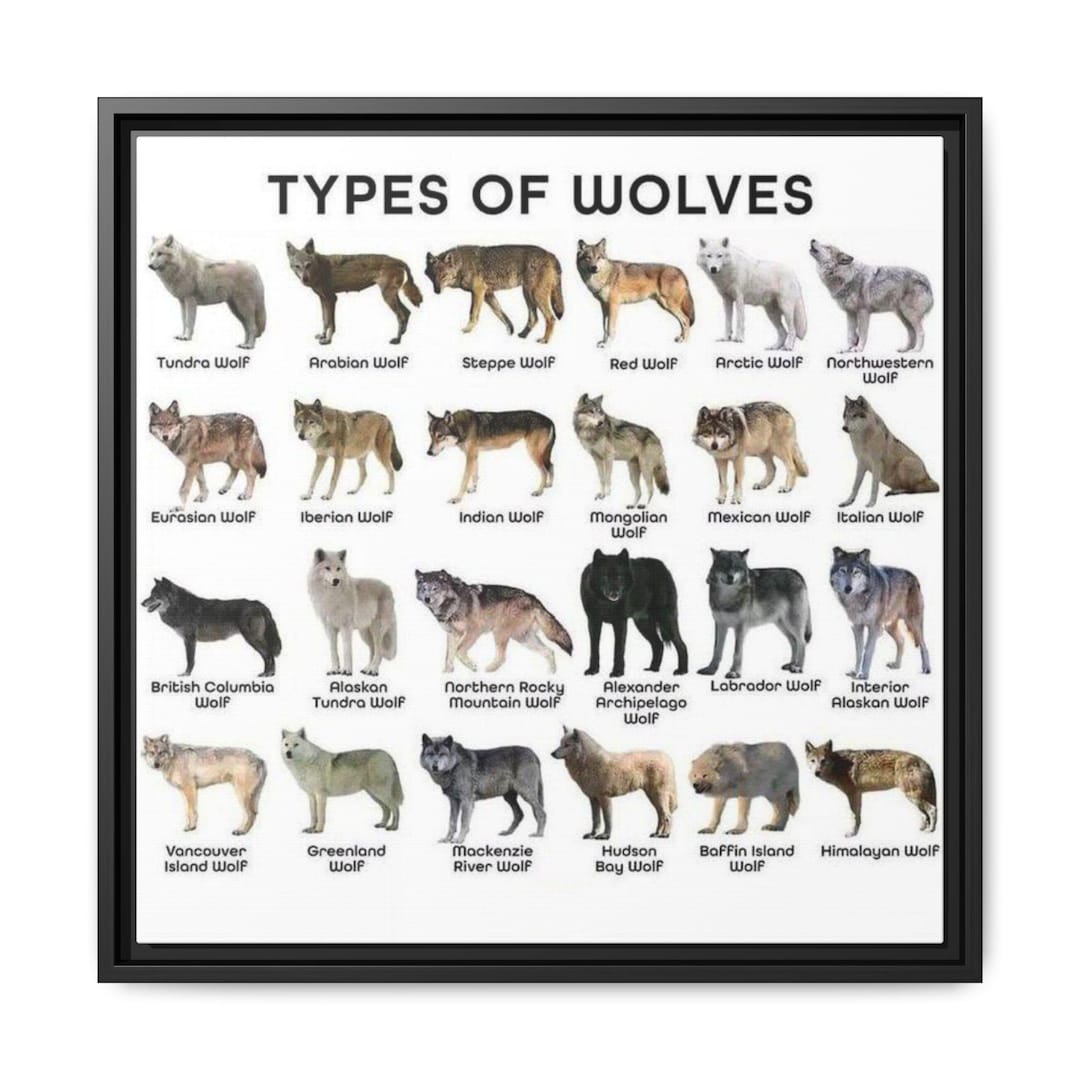Types of Wolves Poster, Wolf Species Chart, Educational Animal Print ...