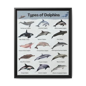 May include: A framed print titled "Types of Dolphins" features illustrations of various dolphin species, including the Bottlenose, Common, and White-beaked dolphins. The poster also shows the Killer Whale, Spinner, and Pilot Whale.