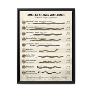 May include: A framed poster titled "LONGEST SNAKES WORLDWIDE" with a maximum length comparison. The poster features illustrations of various snake species, including the Reticulated Python (28 ft), Green Anaconda (22 ft), and Black Mamba (10 ft).