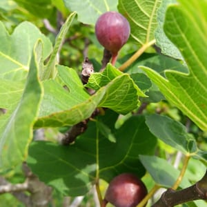 Fresh Fig Tree Cutting, 12-Inch Little Ruby Strain for Zones 7-10
