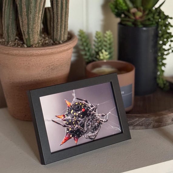 Spiny Orb Weave Spider (Frame and Print Only)