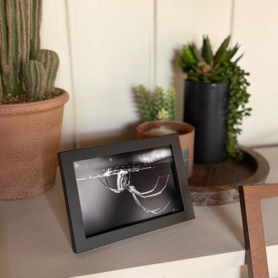 Orchard Orb Weave Spider (Frame and Print Only)