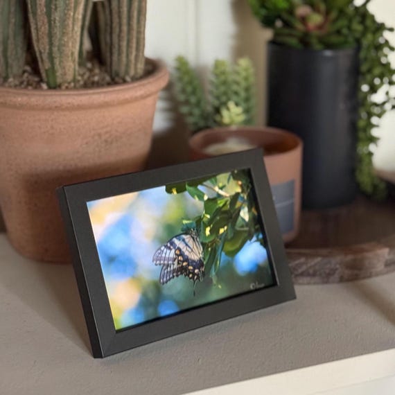 Easter Tiger Swallowtail (Frame and Print Only)