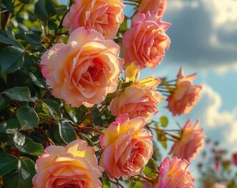 380+ Mixed Climbing Rose Seeds Fragrant Perennial Vine