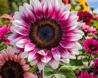 50 Strawberry Pink Sunflower Seeds Heirloom Garden Flowers