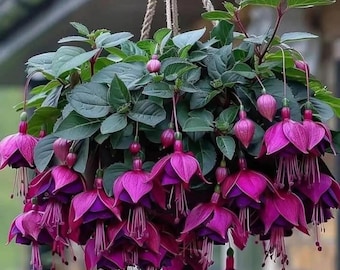 200 Fuchsia Seeds Perennial Hanging Flower Bonsai Plant