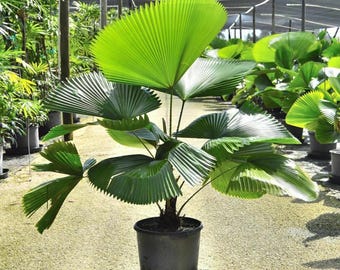 5+ California Fan Palm Seeds – Washingtonia Nicanora Palm Tree Seeds