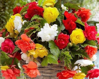 Wax Begonia Large Leaf Mix Seeds Colorful Annual Flowers