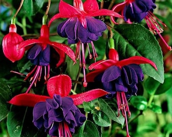100 Mixed Fuchsia Seeds Perennial Bonsai Garden Flowers