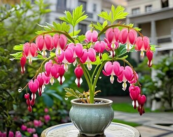 100 Bleeding Heart Seeds – Fragrant Dicentra Spectabilis Perennial Seeds