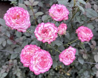30 Pink Rose Seeds Fragrant Heirloom Perennial Flowers