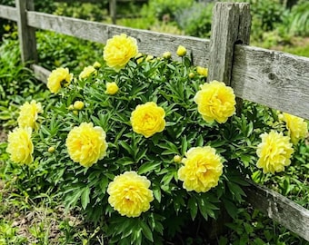 100 Yellow Climbing Rose Seeds – Heirloom Garden Flower Seeds