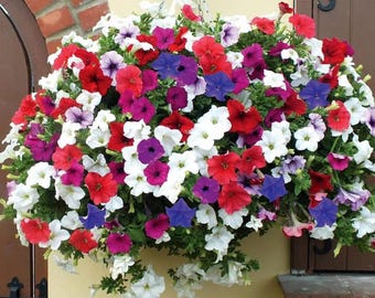 5000+ Grandiflora Petunia Seeds Mixed Rainbow Flowers