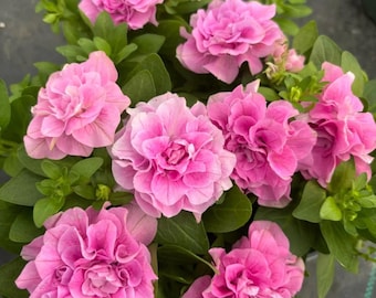 300+ Double Petunia Seeds Mixed Heirloom Garden Flowers