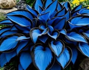 Blue & Black Hosta Seeds – 200+ Rare Dark Edge Sapphire Shade Garden Perennial Seeds