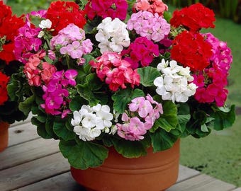 20+ Mixed Geranium Seeds Non-GMO Perennial Flowers